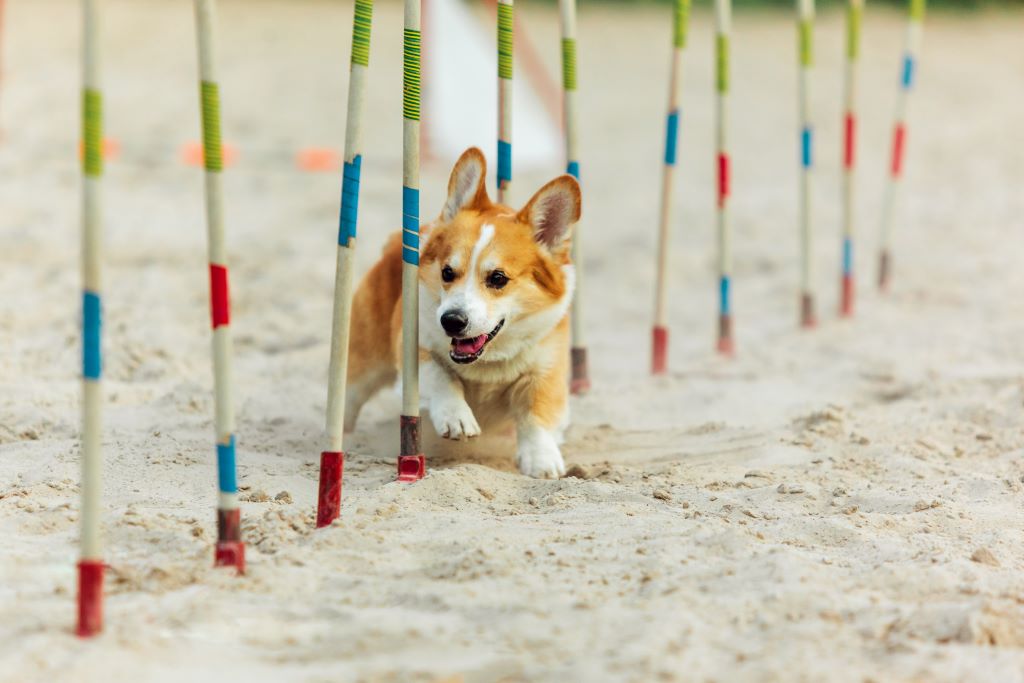 Incorporating Games into Training: Fun Ways to Enhance Your Dog’s Sporting Skills